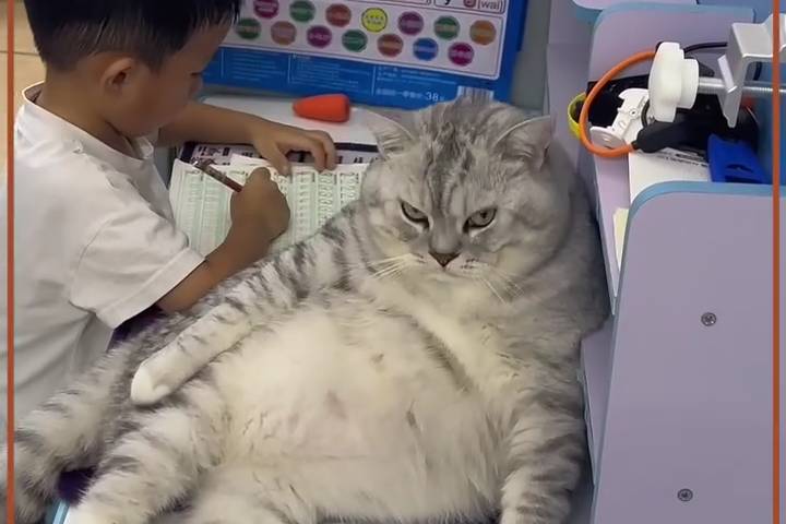 Chú Mèo Khổng Lồ Không Cho Anh Chủ Làm Bài